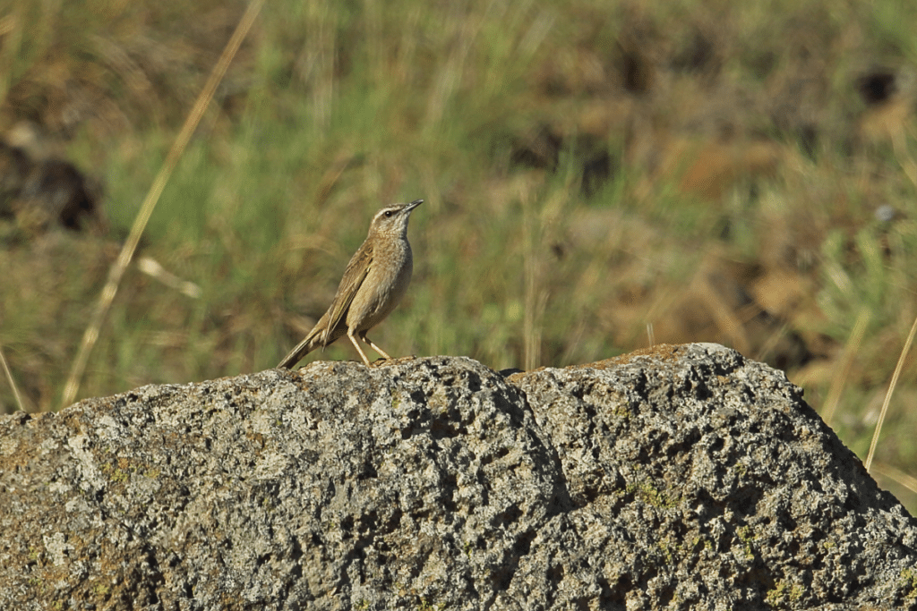 African Rock Pipit