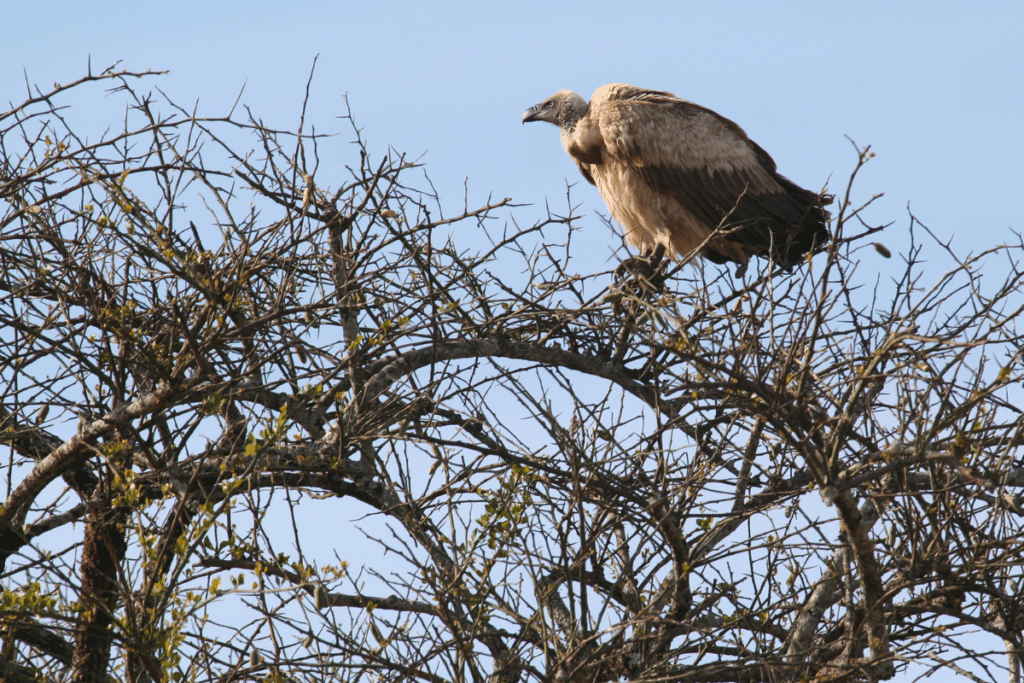 African White-Backed Vulture