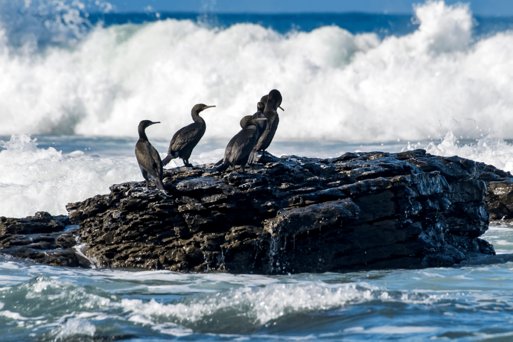 Cape Cormorants