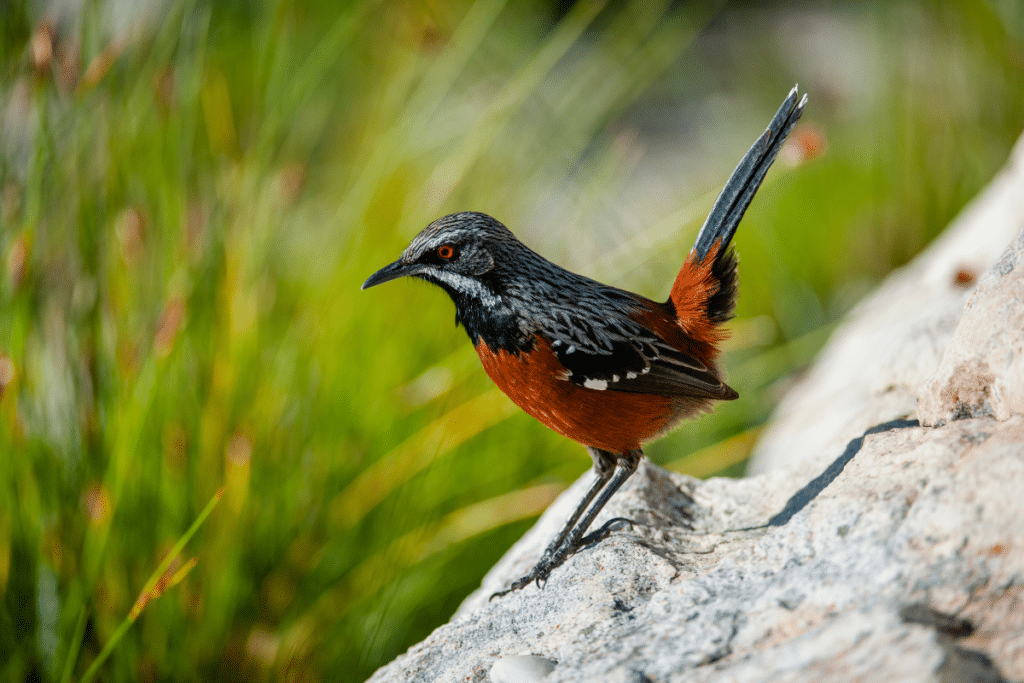 cape rockjumper