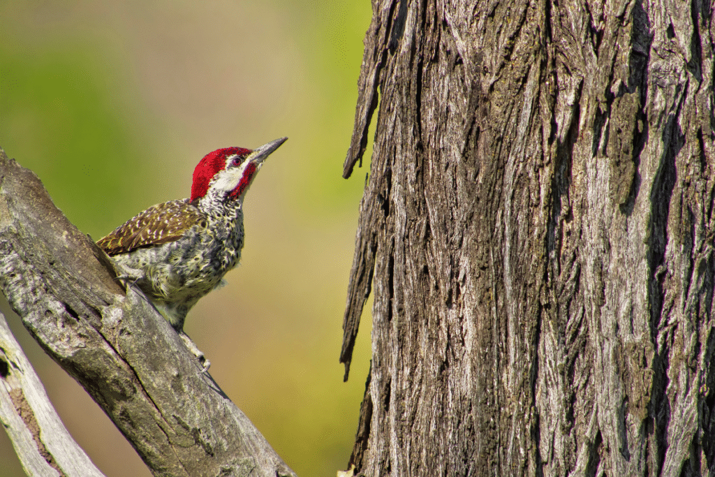 Cardinal Woodpecker