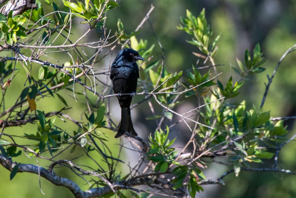 Fork-Tailed Drongo