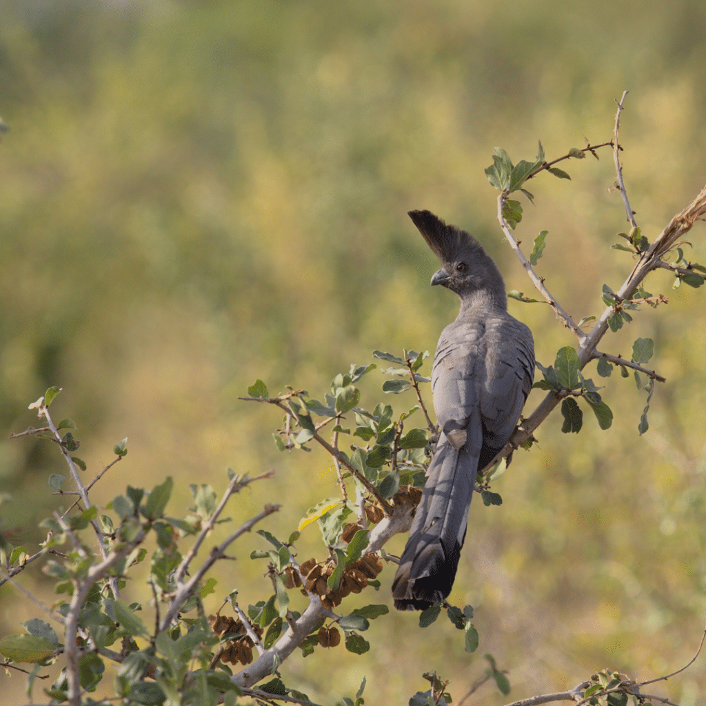 Gray Go-Away-Bird