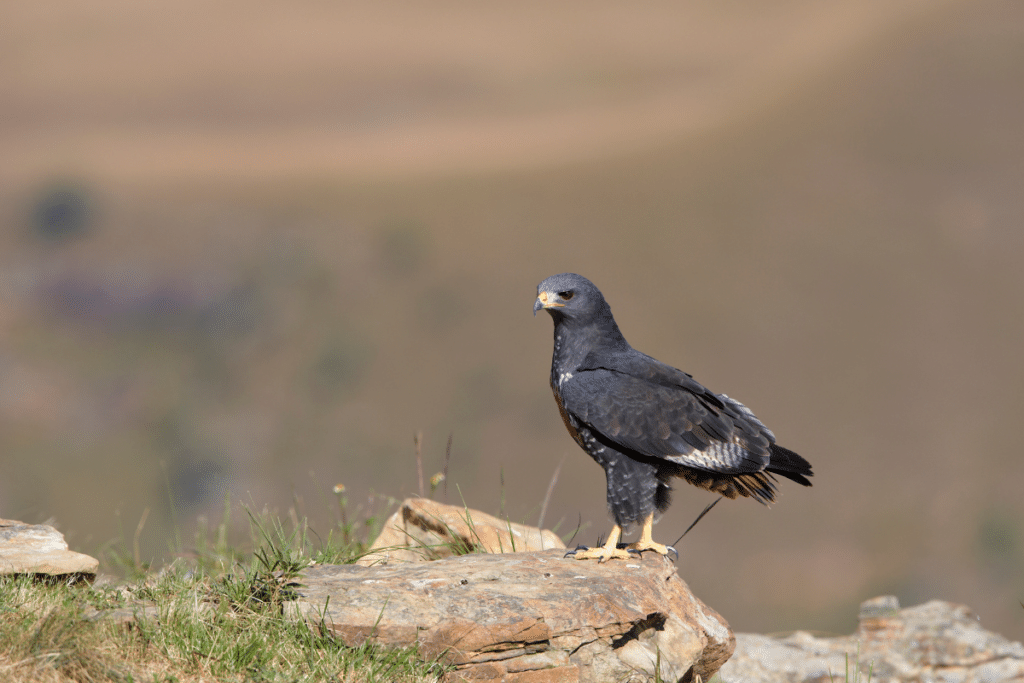 Jackal Buzzard