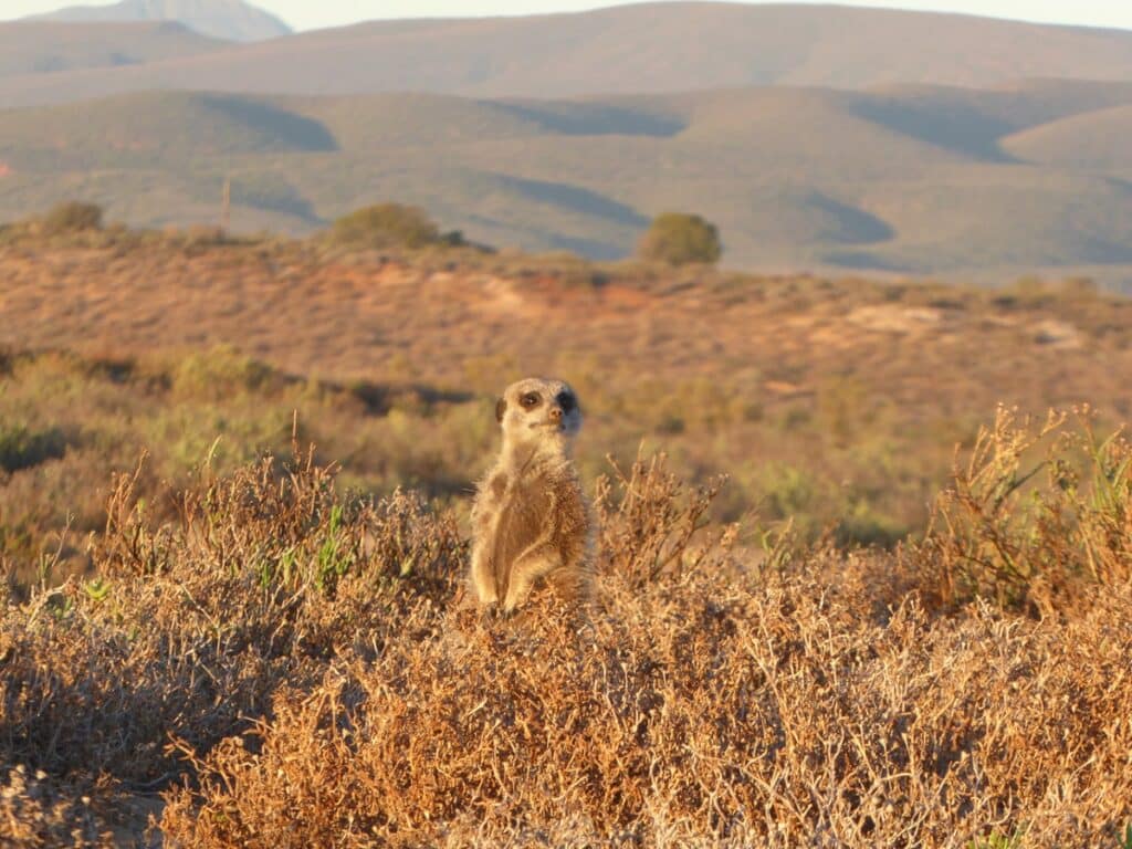 Meerkat in bush