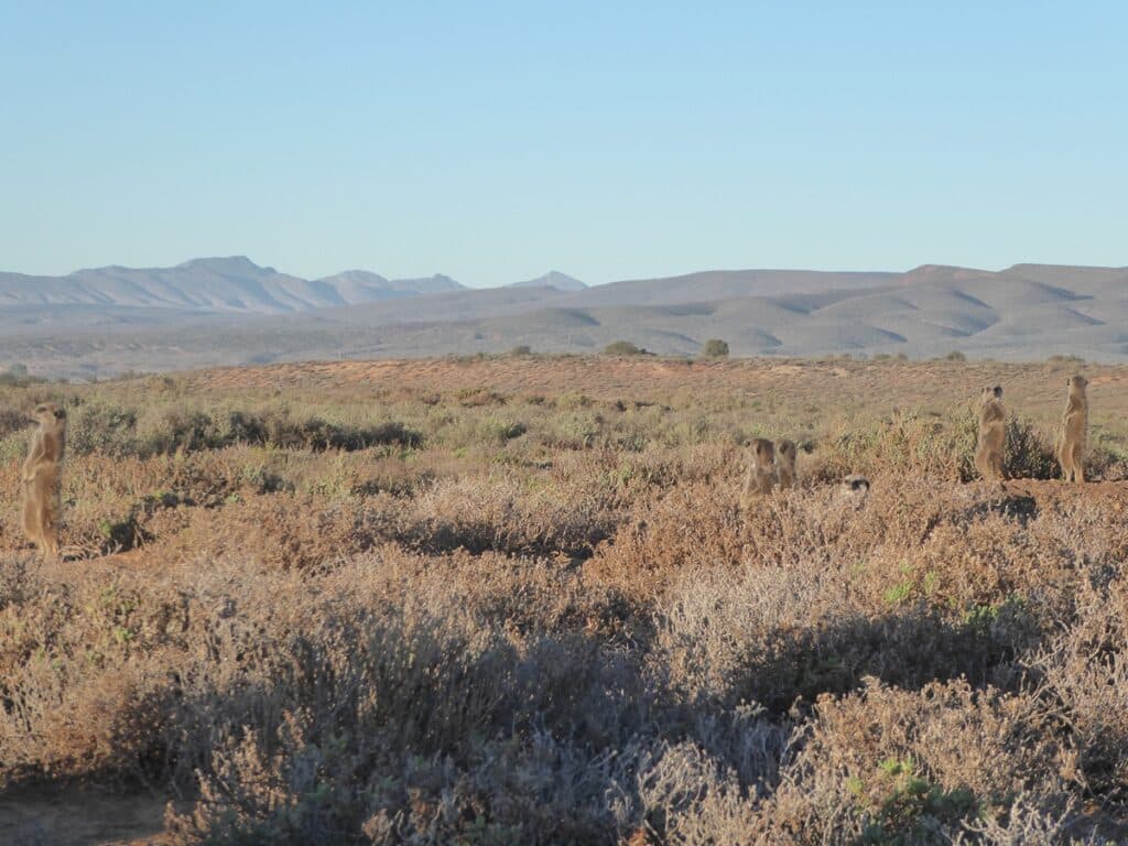 klein karoo - meerkats