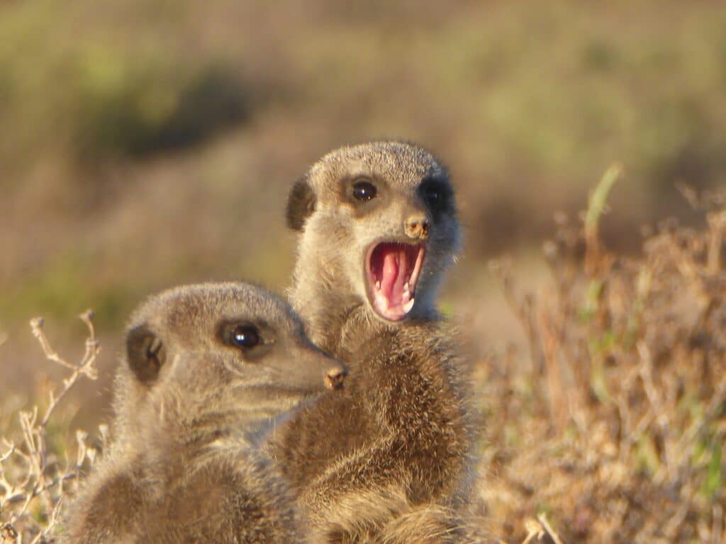 meerkat communicating