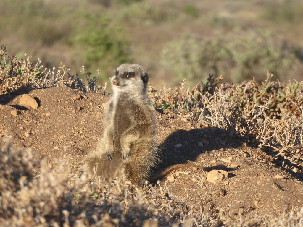 meerkat popping out