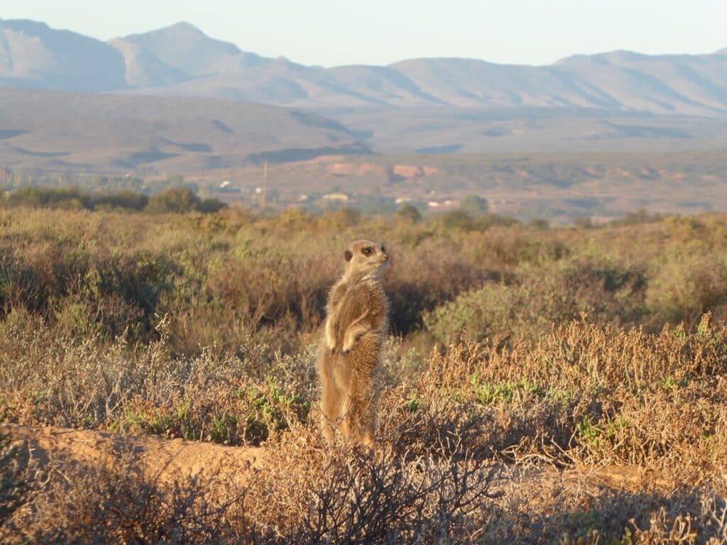 meerkat searching for food