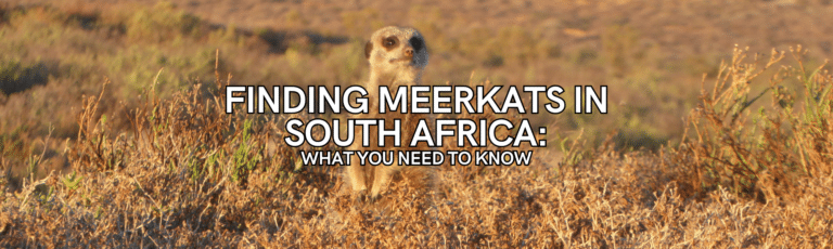 meerkats in south africa