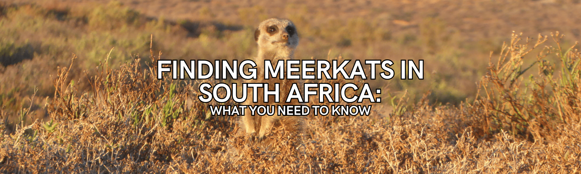 meerkats in south africa