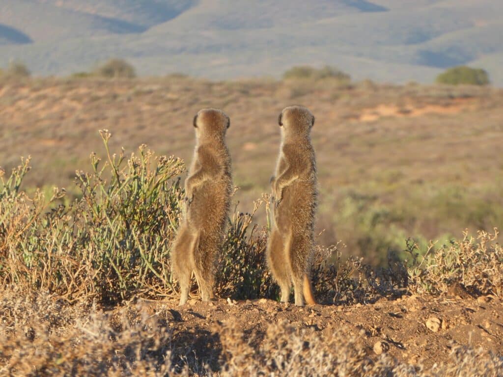 Meerkat on watch