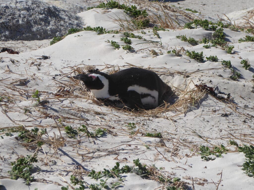 African Penguin at Bettys Bay