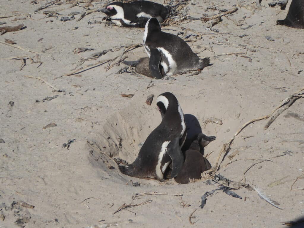 Boulders Beach - Penguins