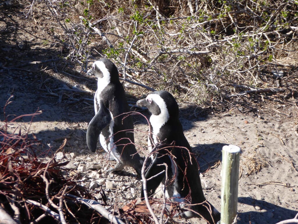 Penguins along board walk