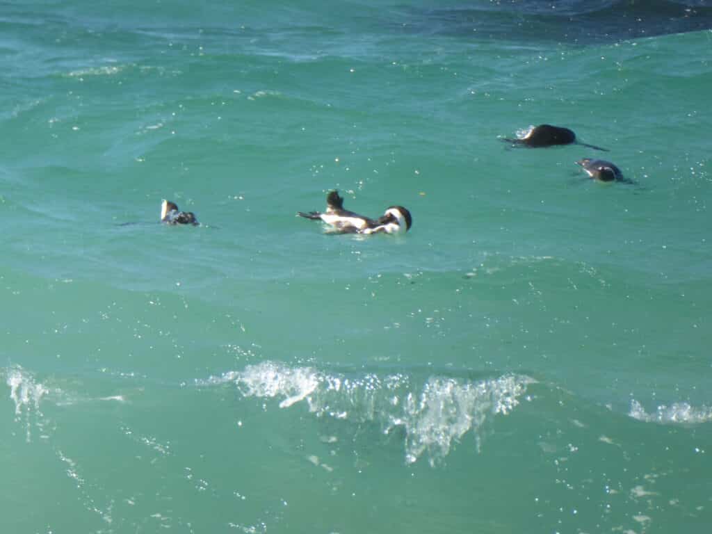 Penguins in Water