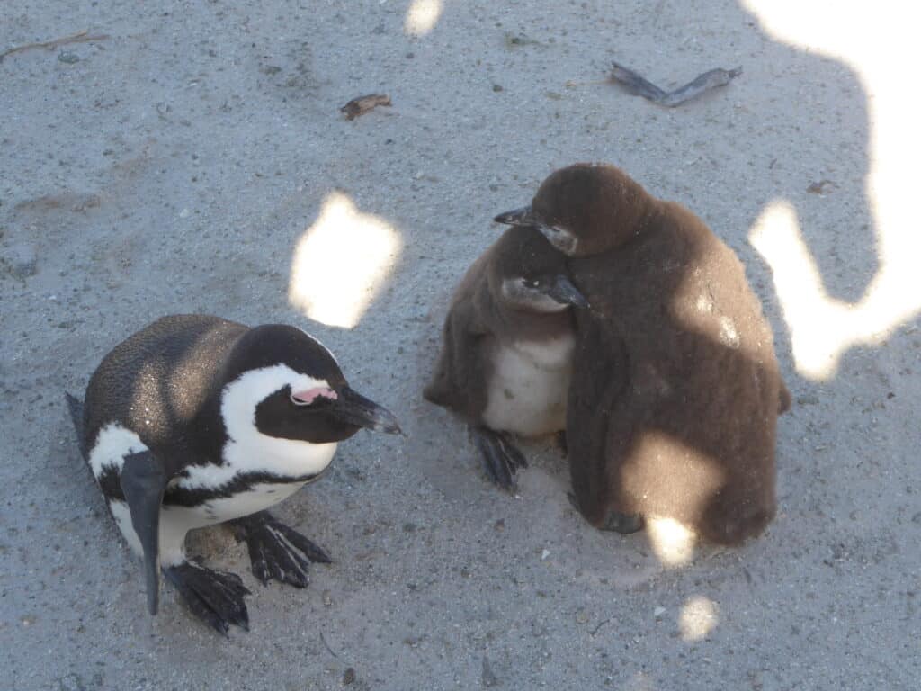 Young African Penguins