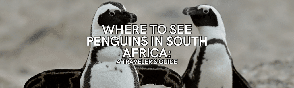 where to see penguins in south africa