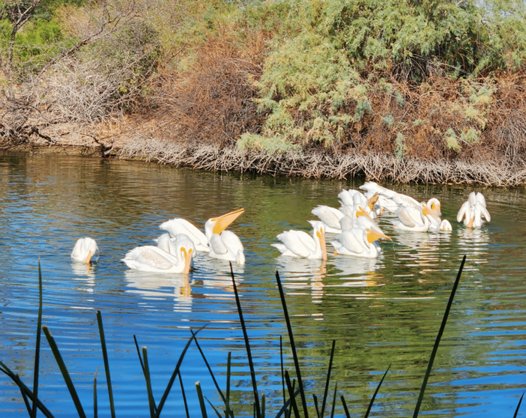 American White Pelican