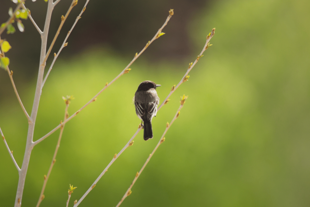 Black Phoebe