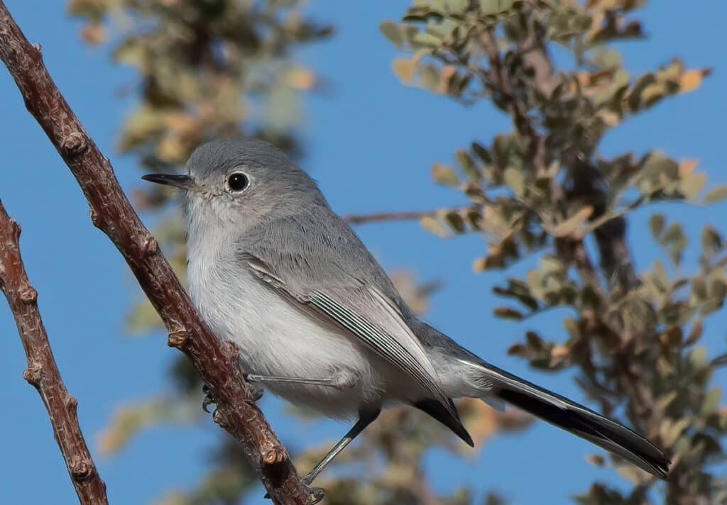 Blue Gray Gnatcatcher