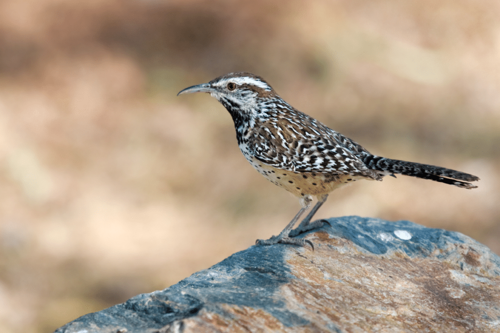 Cactus Wren