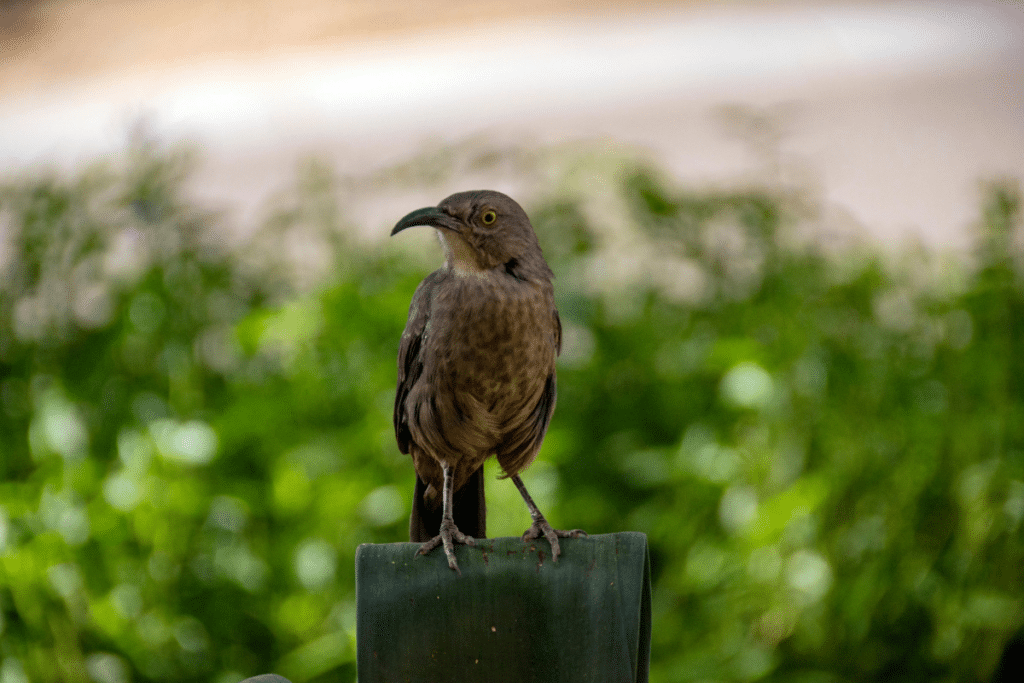 Curve Billed Thrasher