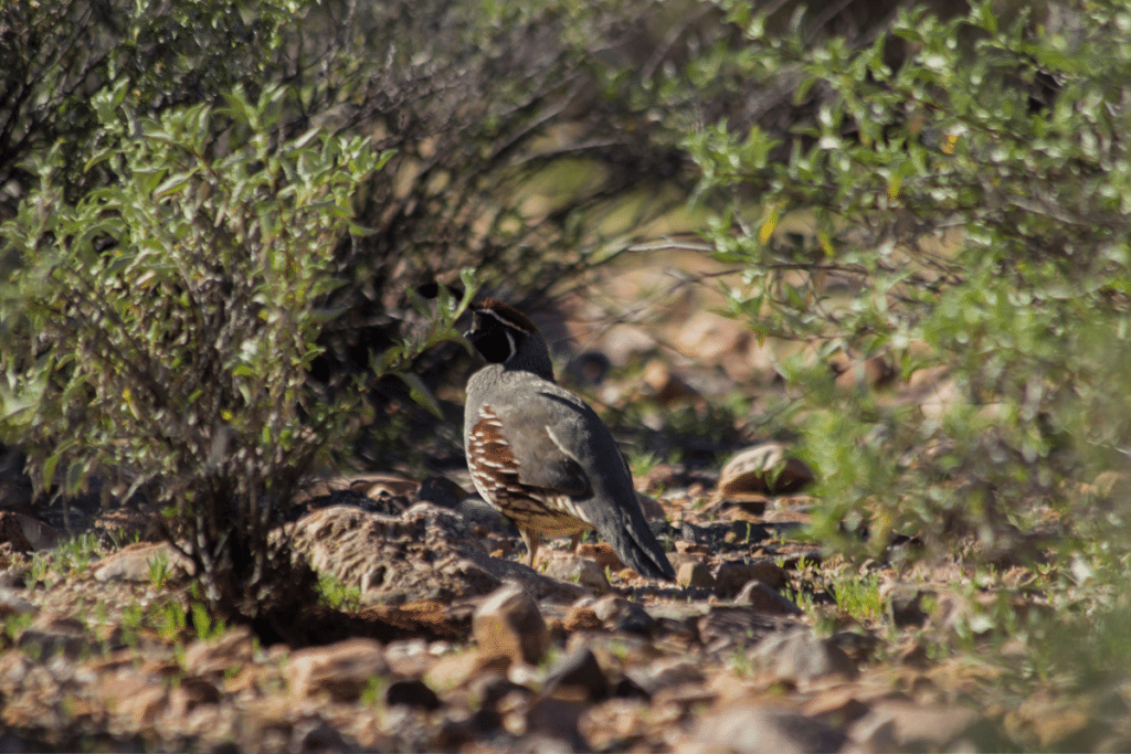 Gambel's Quail