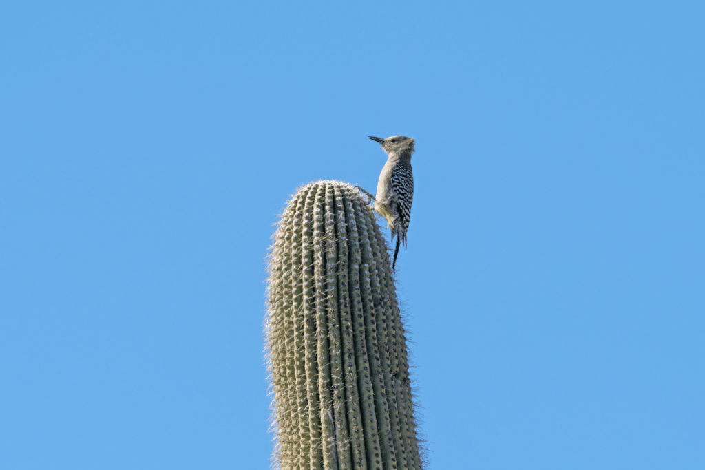 Gila Woodpecker