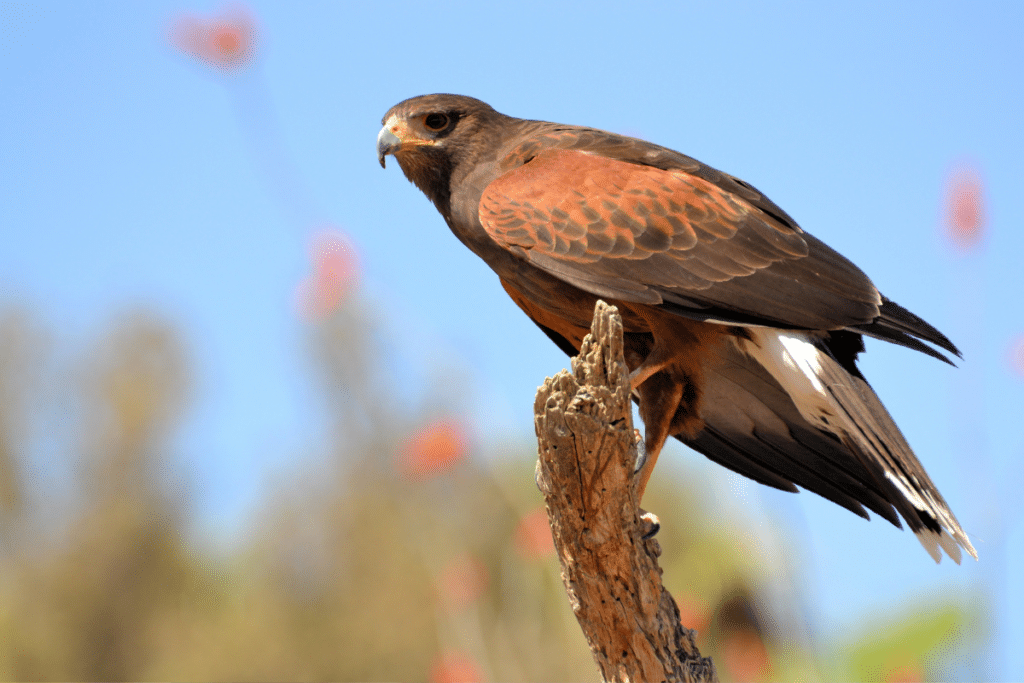 Harris's Hawk