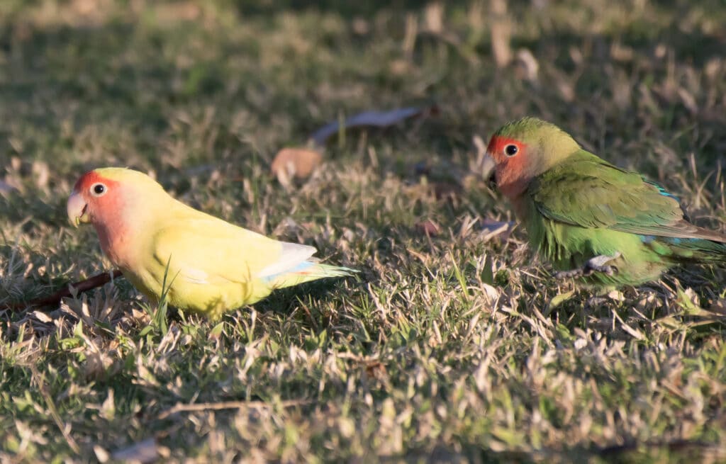 Rosy-Faced Lovebirds