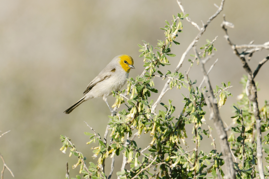 Verdin