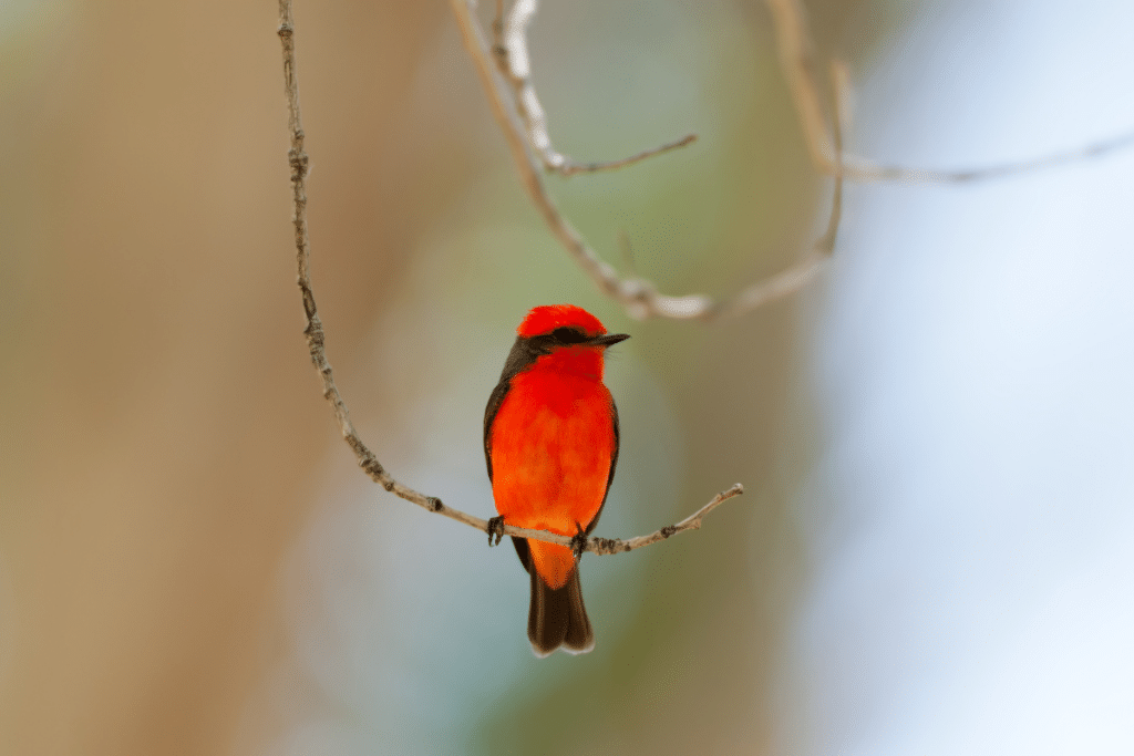 Vermilion Flycatcher