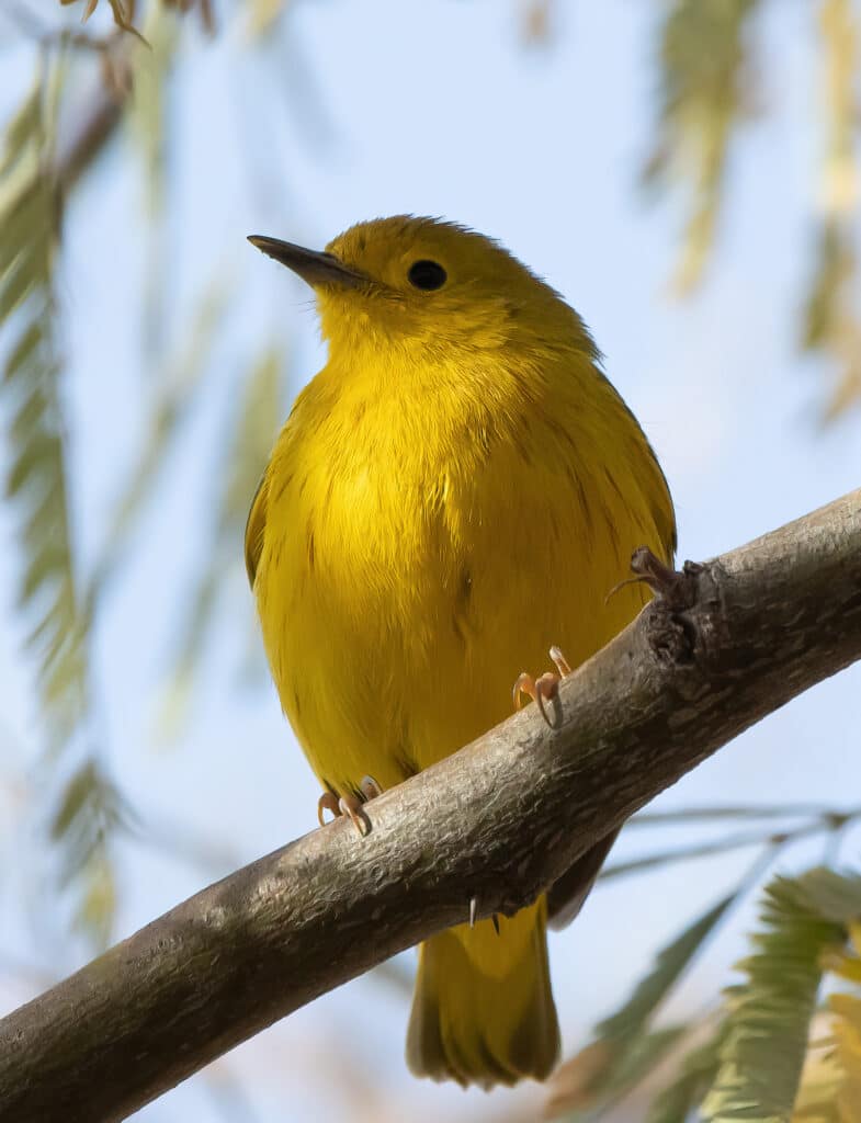 Yellow Warbler