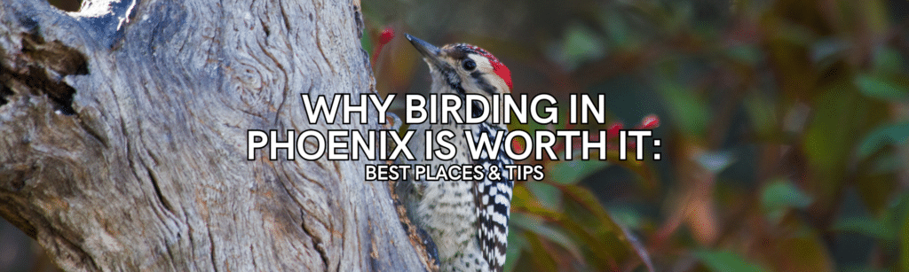 birding in Phoenix