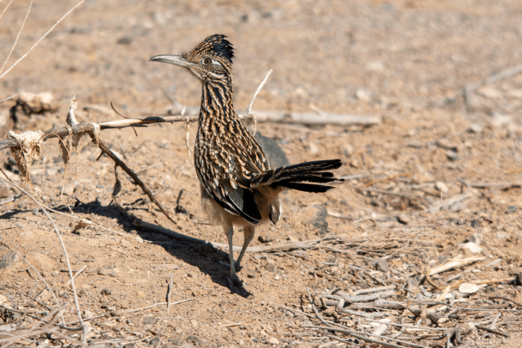 Greater Roadrunner