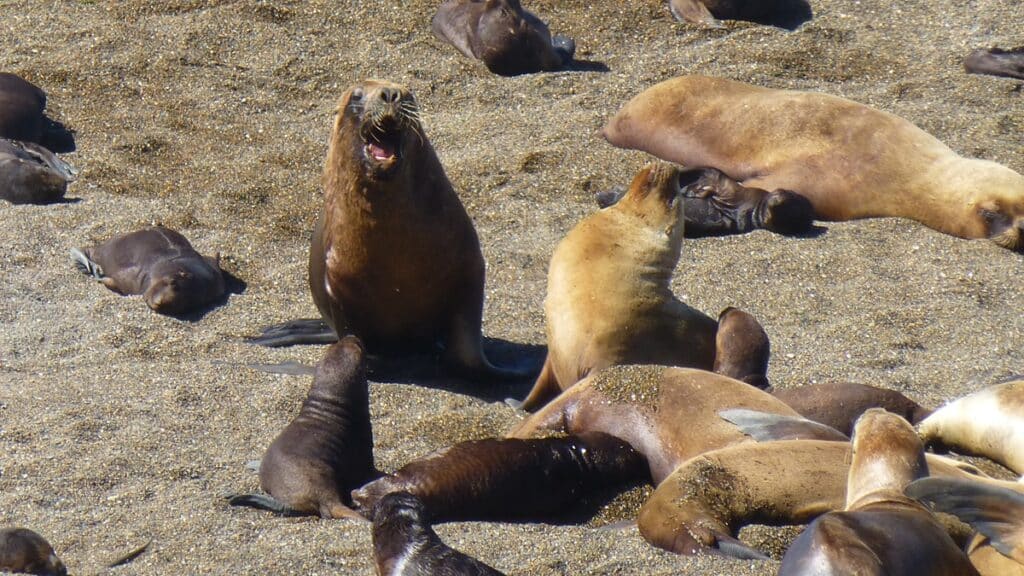 Elephant Seals