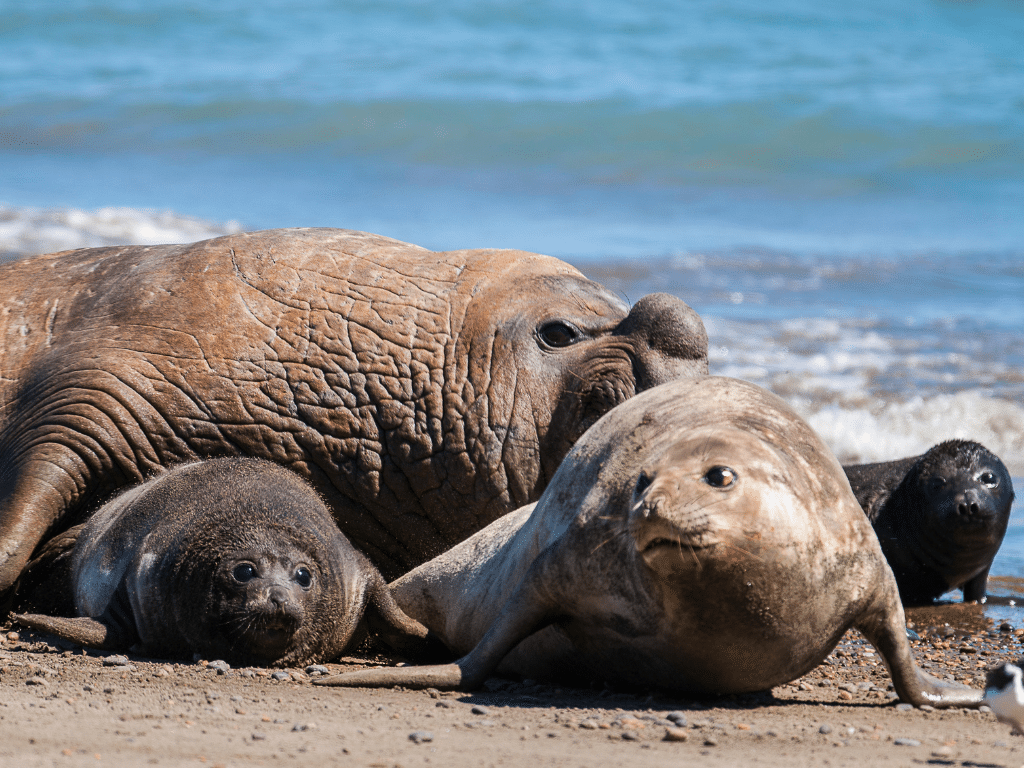 Elephant Seals Family