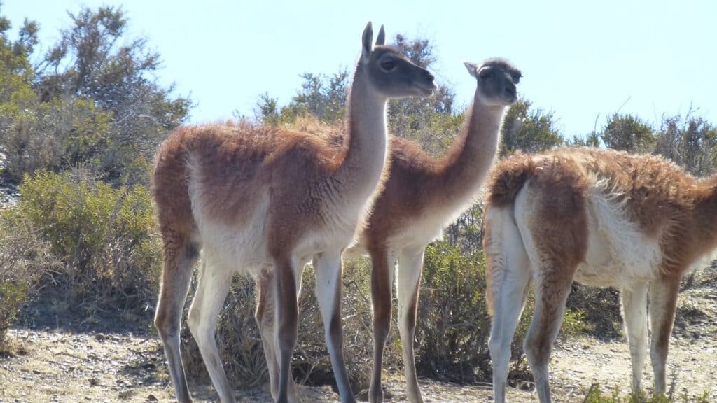 Guanacos