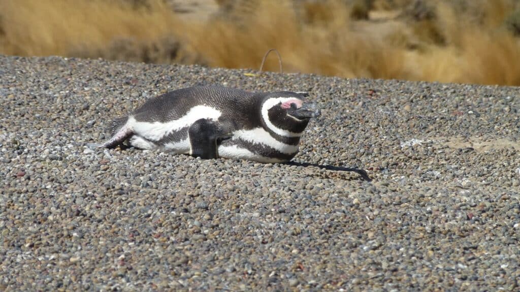 Magellanic Penguin Napping