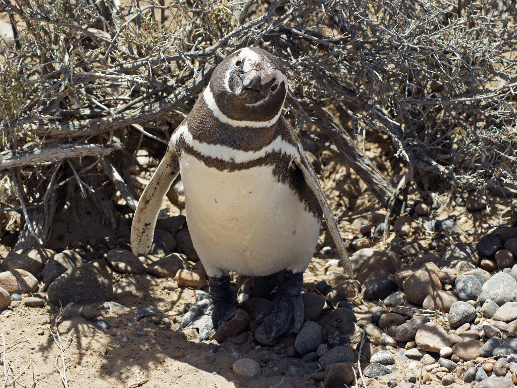 Magellanic Penguin Smiling