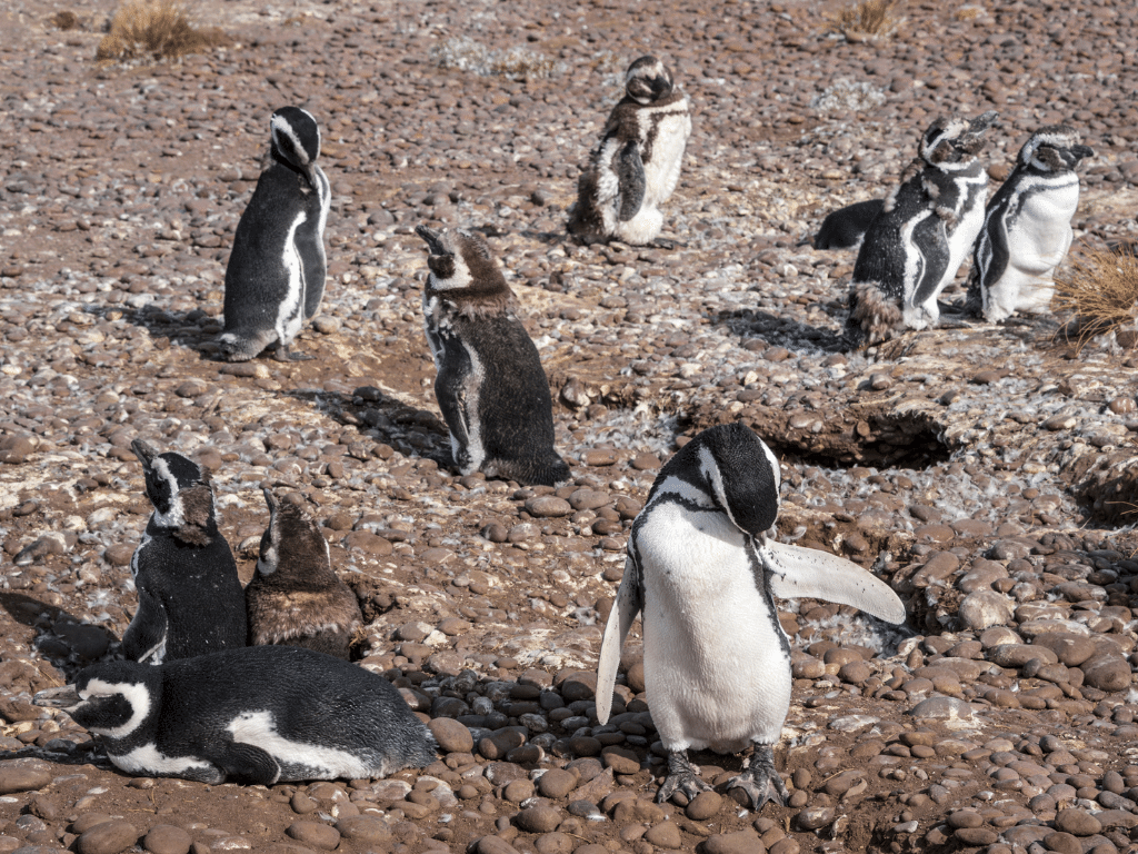 Magellanic Penguins