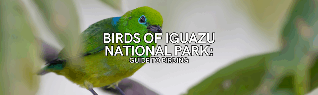birds of iguazu