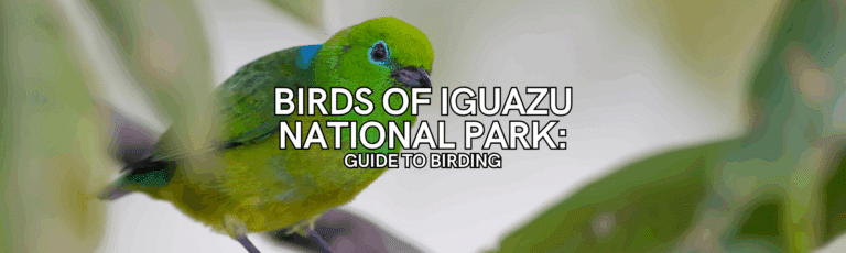 birds of iguazu