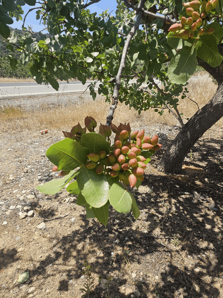 Pistachio Tree