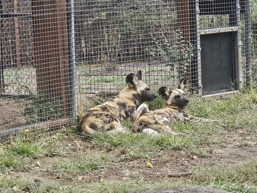 African Wild Dogs - Sedgwick County Zoo