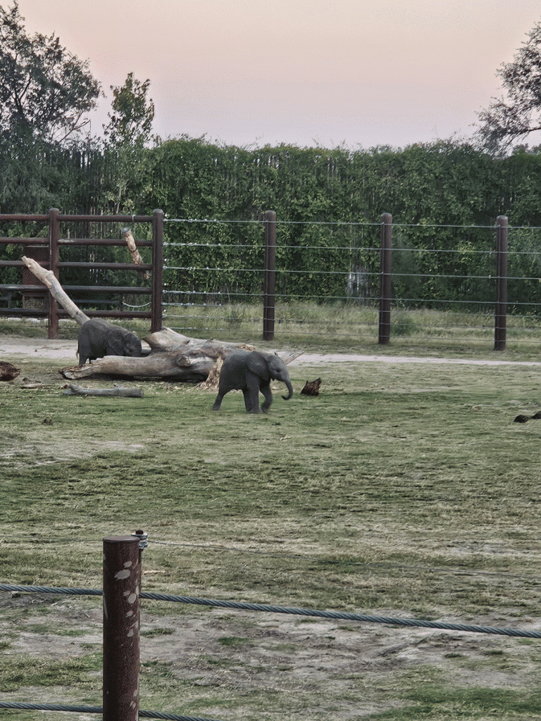 Elephants - Sedgwick County Zoo