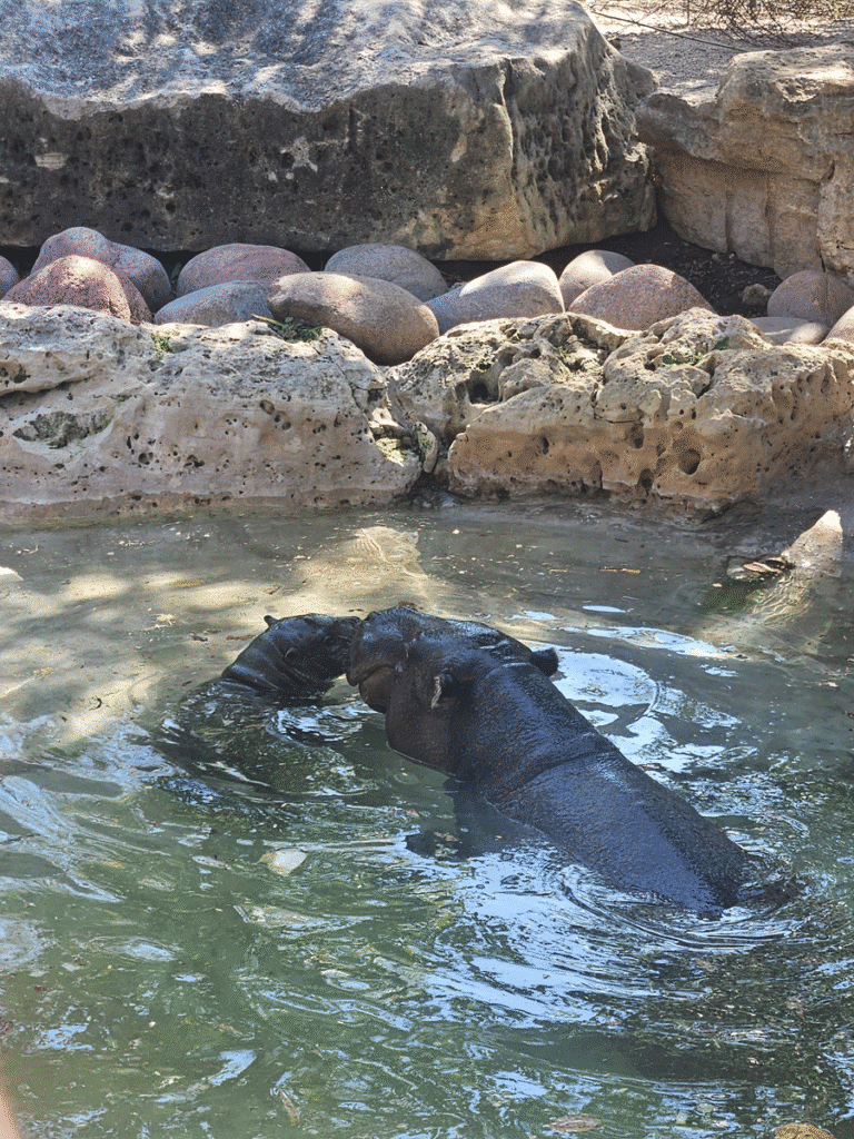 Pygmy Hippos