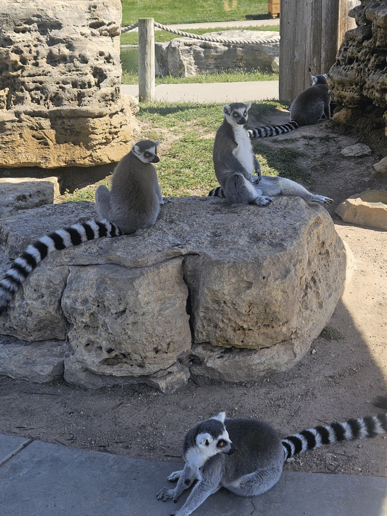 Lemurs