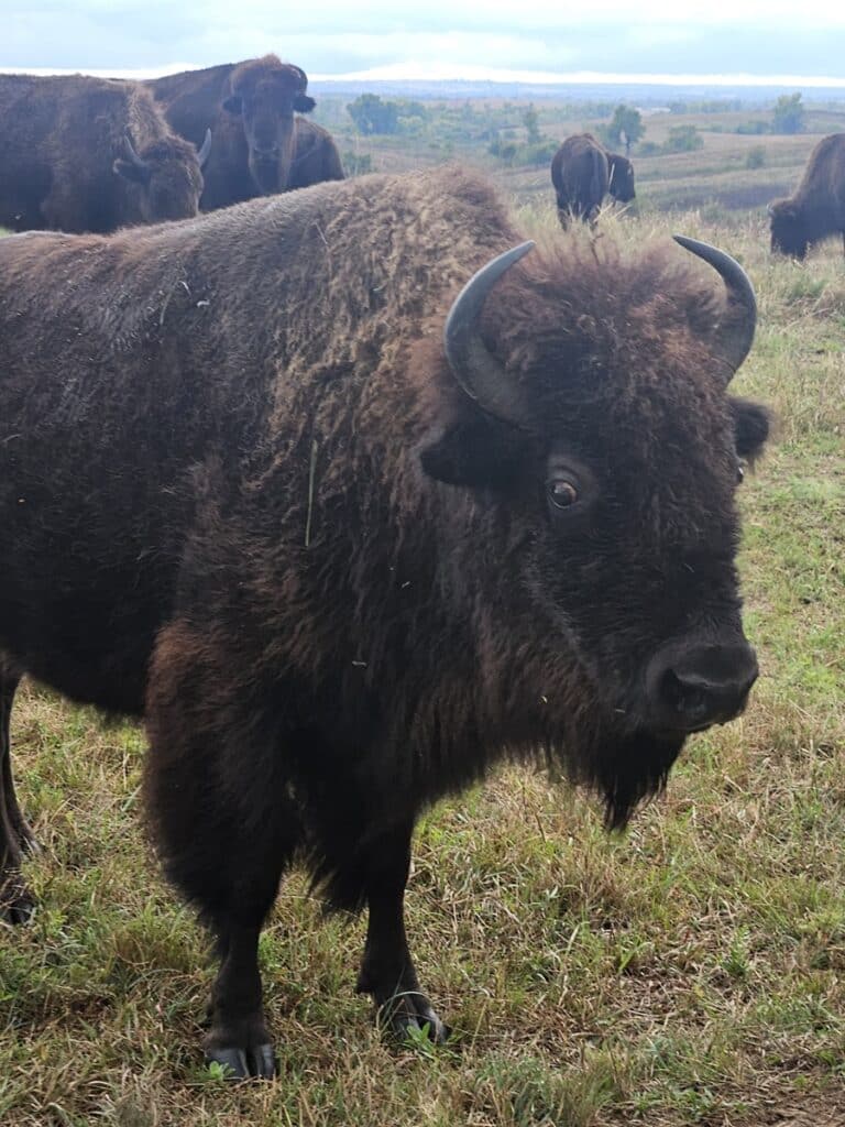 Bison - Maxwell Wildlife Refuge